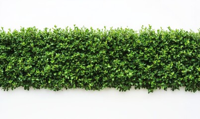 Obraz premium row of hedges from above, just one line, straight