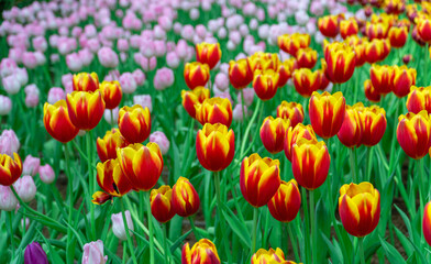 Colorful tulip field: Red and yellow blooms.