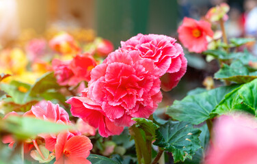 Pink begonias with a blurred background of other flowers and greenery.