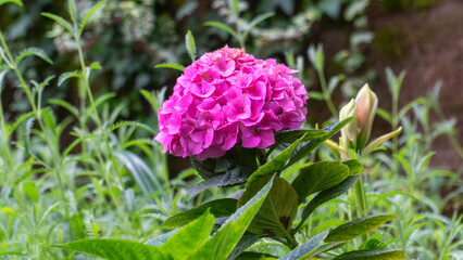 Beautiful pink hydrangea in a garden setting.