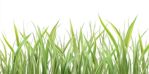 Obraz premium Long blades of green grass around