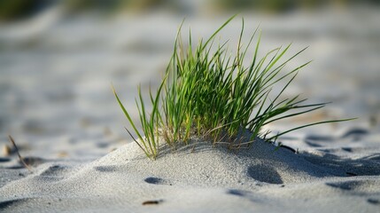 Lush Grass Sprouting from Sandy Beach