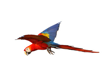 Colorful flying Scarlet Macaw parrot isolated on transparent background png file © Passakorn