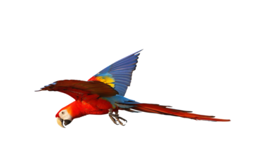 Colorful flying Scarlet Macaw parrot isolated on transparent background png file