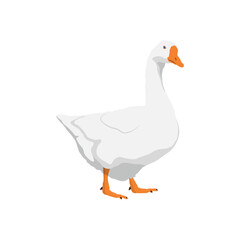 Vector illustration of white goose in cartoon flat style. Cute goose or geese domestic bird for logo and illustration resources. Bird icon and symbol in white background. Domestic farming