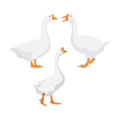 Vector illustration set of white goose in cartoon flat style.  Cute goose or geese domestic bird for logo and illustration resources. Bird icon. Animal pet farming domestic. © Kidung Paripurna