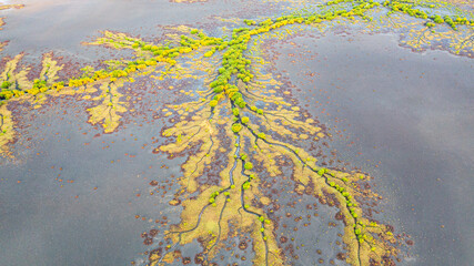 Creek and salt flats with green vegetation in beautiful pattern