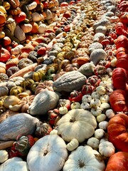 Obraz premium pumpkin patch with different colors and shapes