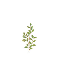 Leafs plant isolated on white background