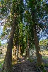 Fototapeta premium 川中自然公園 宮崎県東諸県郡綾町