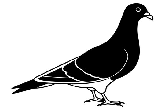Pigeon clip art preview
