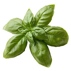 Fresh Green Basil Leaves Isolated on White Background