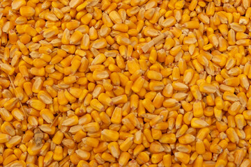 Close-up of yellow corn kernels