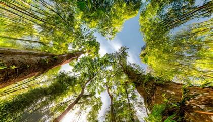 Fototapeta premium nature, forest, sky, mountain, trees, green, leaf, leaves, clouds