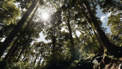 Fototapeta premium nature, forest, sky, mountain, trees, green, leaf, leaves, trail
