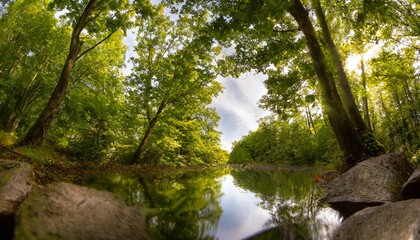 Obraz premium river in the woods, nature, forest, sky, mountain, trees, green, leaf, leaves, woods