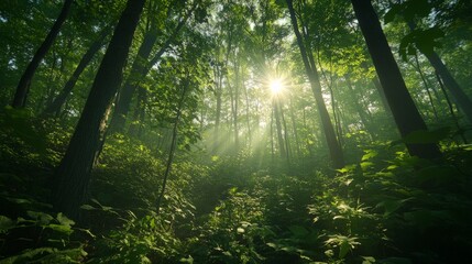 Obraz premium Enchanting Forest Sunbeams - Lush Greenery and Serene Nature