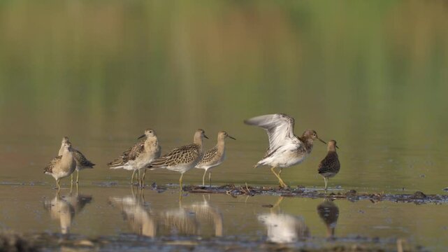 A flock of birds Ruff  (Philomachus pugnax) rests in shallow water and preens its feathers. Wildlife. Slow motion.