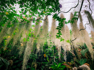 Garden scene with green leaves and purple flowers standing out against the background of white climbing plants hanging down from above