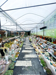 The succulent garden is planted on both sides of the path in the greenhouse, the path is paved with square stones.