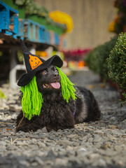 Cute Dog in Halloween costume witch hat