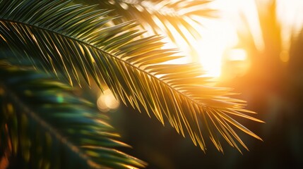 Radiant Palm Fronds Illuminated by Warm Sunlight