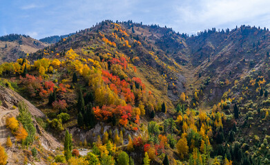 Mountain slopes and autumn forest on a sunny day