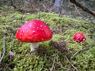 fly agaric mushroom
