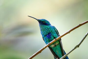Colibri Coruscan © HelvyGiovanny