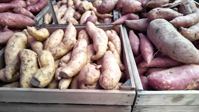 A closeup shot of sweet potatoes and yams in wooden crates at a market. The sweet potatoes are a deep purplered color, while the yams are pale yellow with brown markings.