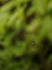 spider on a web
