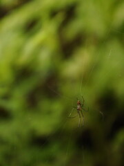 spider on a leaf