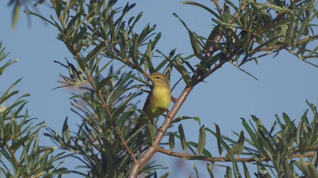 Willow warbler (Phylloscopus trochilus) sits on a sea buckthorn branch and turns its head to look for prey and flies away. Yellow bird