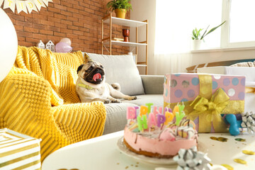 Cute pug dog with party hat celebrating birthday at home