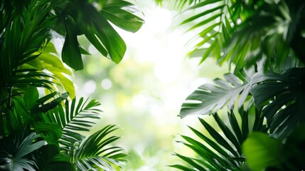 Lush green tropical leaves with sunlight filtering through, giving a refreshing and vibrant look of nature.
