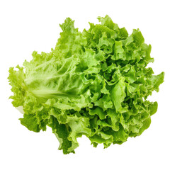 Fresh Green Lettuce Leaves Isolated on White Background