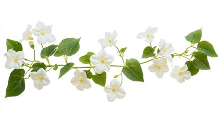 Obraz premium Jasmine stem frame