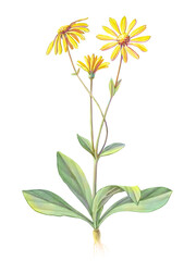 Arnica Montana Hand Drawn Botanical Pencil Illustration Isolated on White with Clipping Path