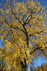 Elm Tree In The Park