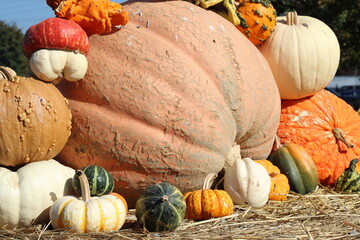 pumpkins on the ground