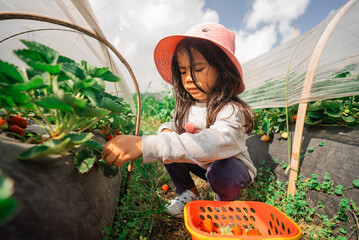 A little girl is joyfully picking ripe strawberries in a beautiful greenhouse filled with lush...