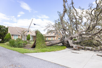 On Oct. 12, 2024, a toppled tree in a yard on top of a utility line after Hurricane Milton in Sarasota, Florida