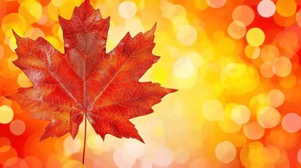 Fototapeta premium A Single Red Maple Leaf Against a Bokeh Background of Warm Colors