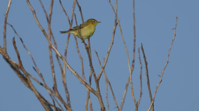 A warbler (Phylloscopus trochilus) sits on a branch of a bare bush. Yellow bird.