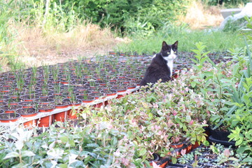 自然で遊んでいる猫