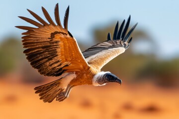 Fototapeta premium A vulture circling high above a desert, waiting patiently to find carrion, its sharp beak and large wings giving it a commanding presence in the sky