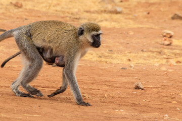 Vervet monkey (Chlorocebus pygerythrus) with her baby in Tarangire National Park, Tanzania