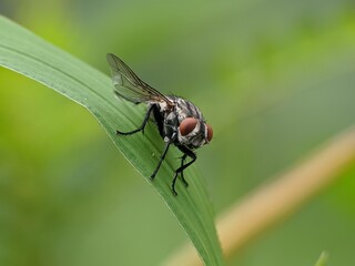 house fly on a leaf with a blurred background