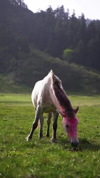 Horses grazing in the stunning Greenery meadow of Khaptad National Park, Farwest Nepal, Himalayan Region, Vertical Shot