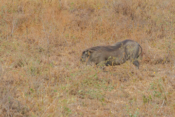 Common warthog (Phacochoerus africanus) in savanna in Tarangire national park, Tanzania